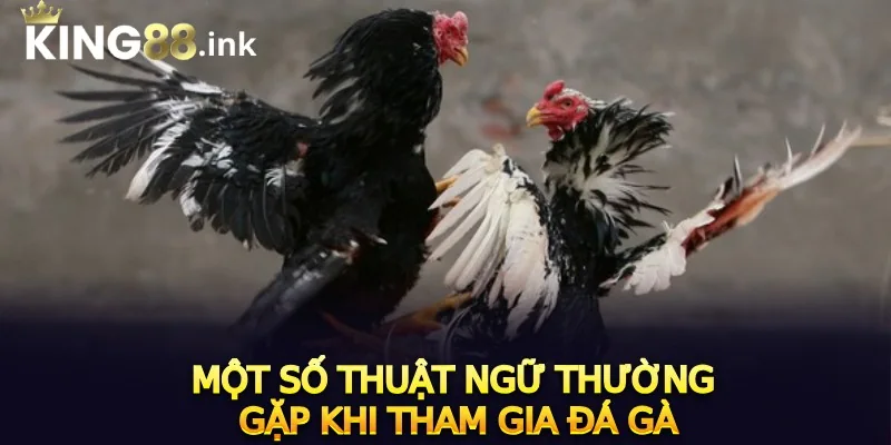 Một số thuật ngữ thường gặp khi tham gia Đá gà