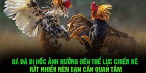 cách nuôi gà đá không bị hốc hiệu quả